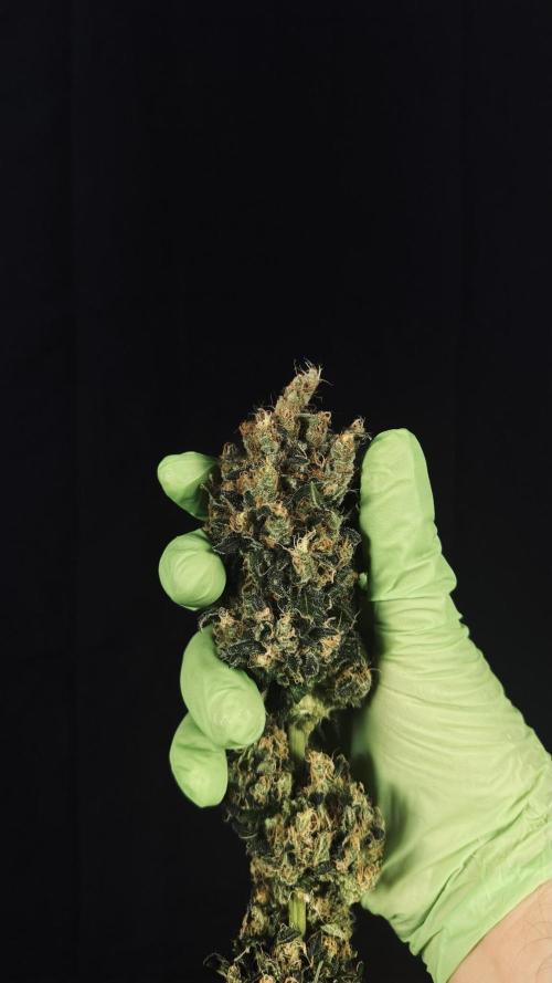 Grow 7.1  | Doctors Choice | DC Kush. Week 14
