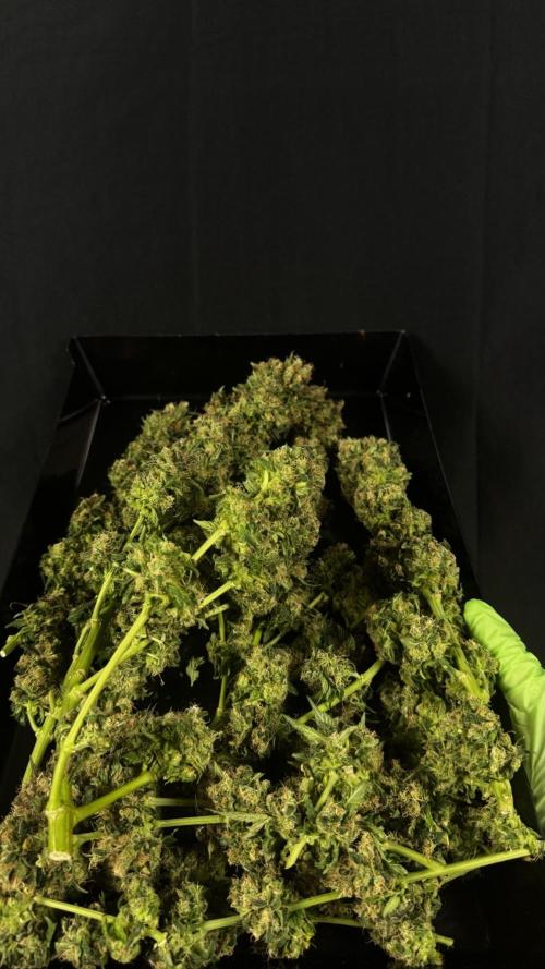 Grow 7.1  | Doctors Choice | DC Kush. Week 14