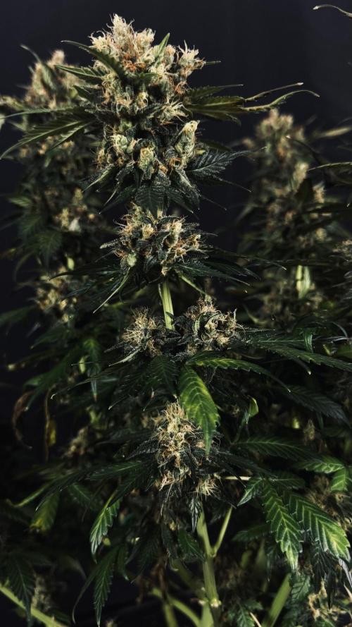 Grow 7.1  | Doctors Choice | DC Kush. Week 14