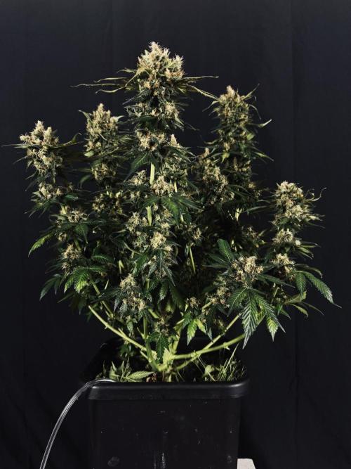 Grow 7.1  | Doctors Choice | DC Kush. Week 14