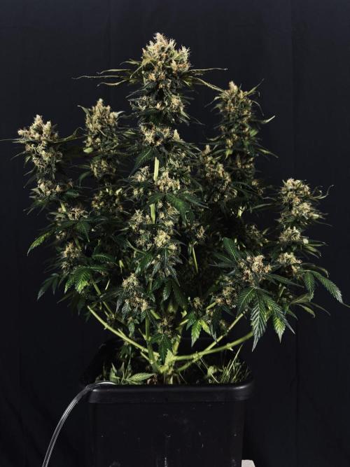 Grow 7.1  | Doctors Choice | DC Kush. Week 14