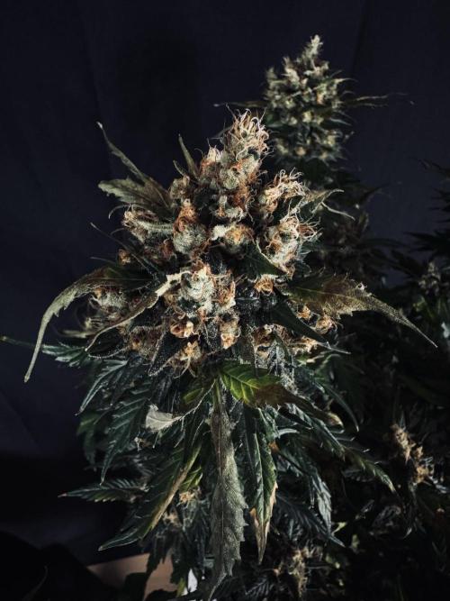Grow 7.1  | Doctors Choice | DC Kush. Week 14