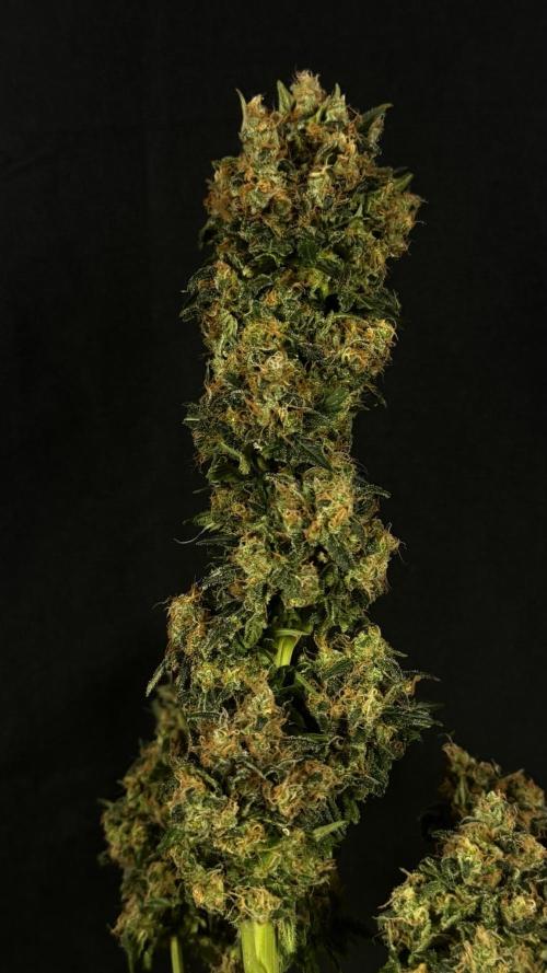 Grow 7.1  | Doctors Choice | DC Kush. Week 14