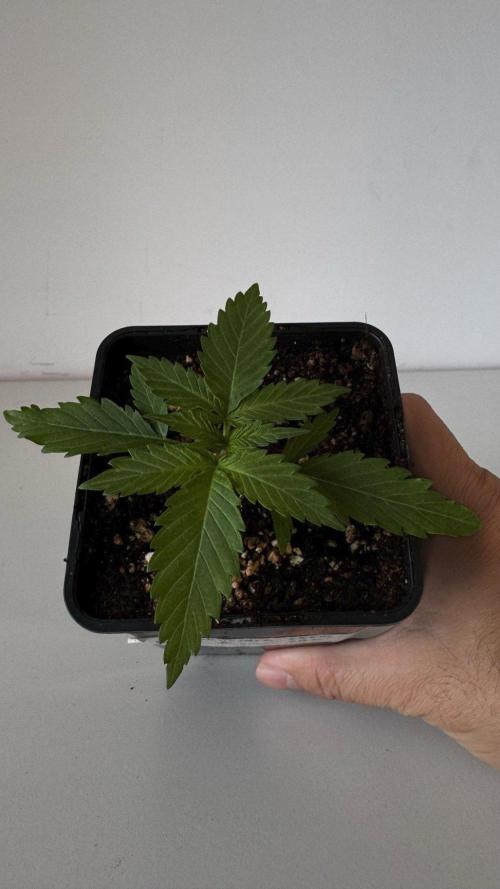 8 Sensible Seeds Bruce Banner 3 CBD. Week 2