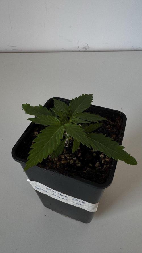 8 Sensible Seeds Bruce Banner 3 CBD. Week 2