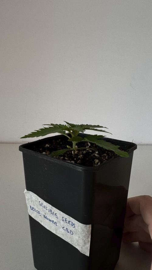 8 Sensible Seeds Bruce Banner 3 CBD. Week 2