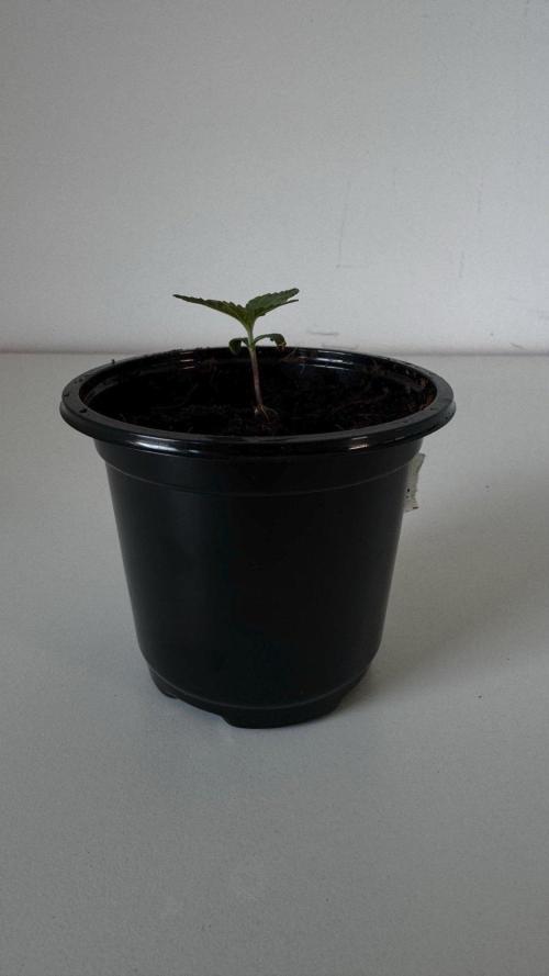 8 World of Seeds | Mongolia THC Free. Week 1