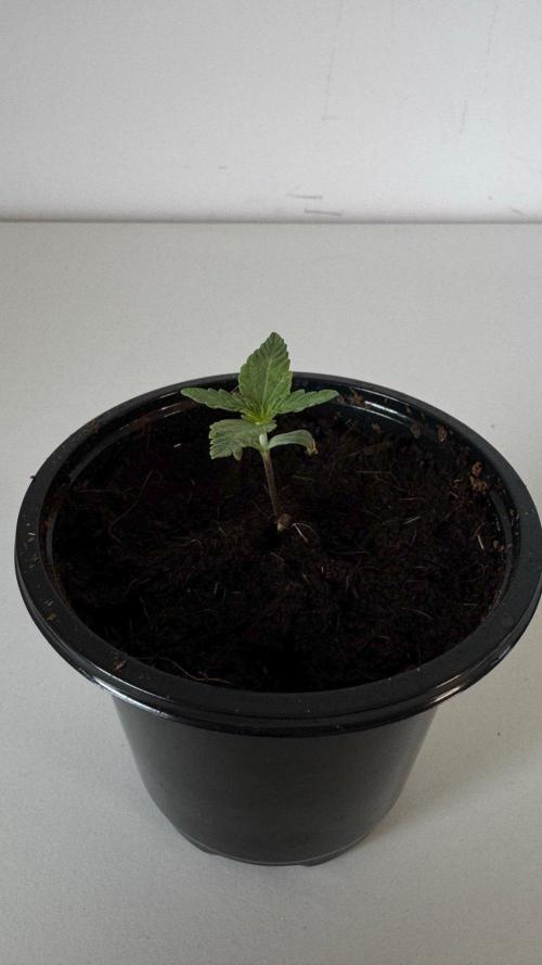 8 World of Seeds | Mongolia THC Free. Week 1