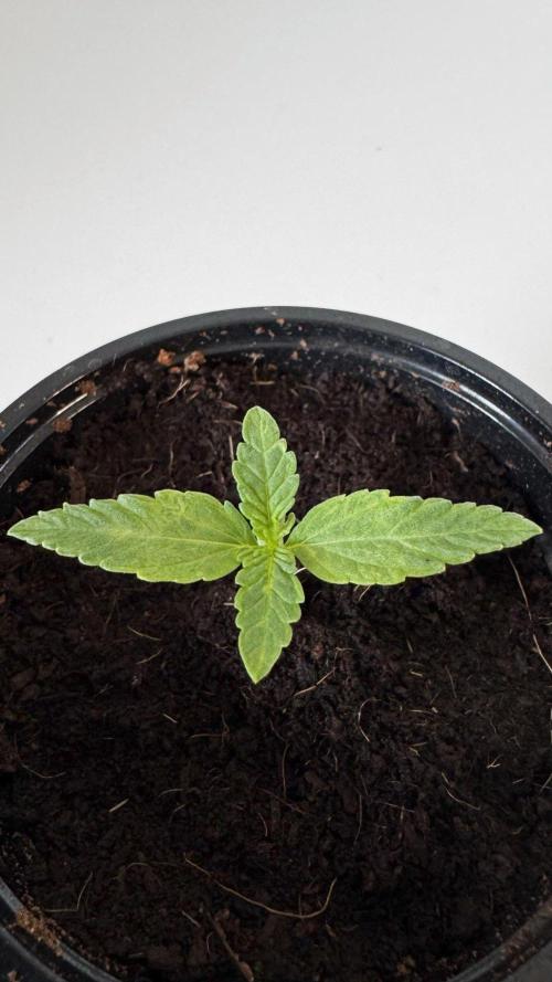 8 World of Seeds | Mongolia THC Free. Week 1
