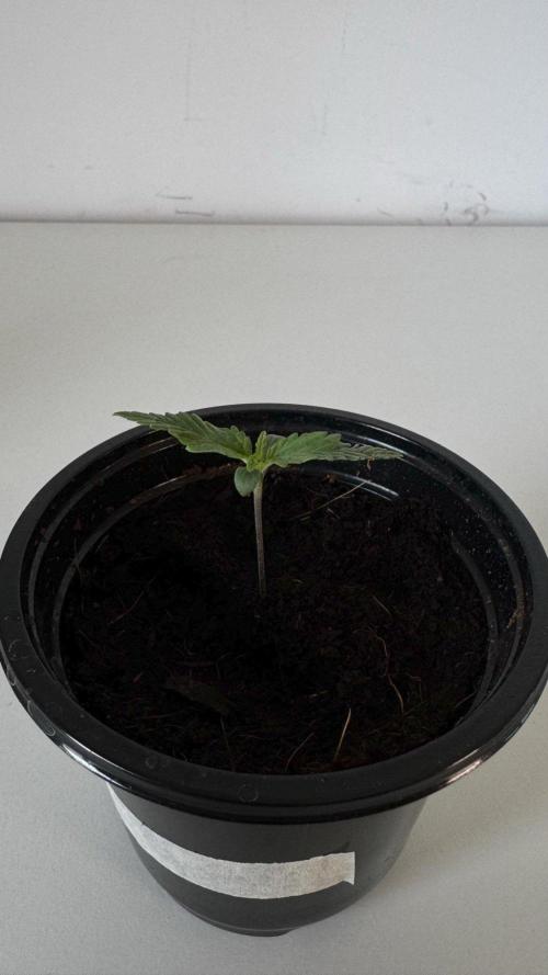 8 World of Seeds | Mongolia THC Free. Week 1