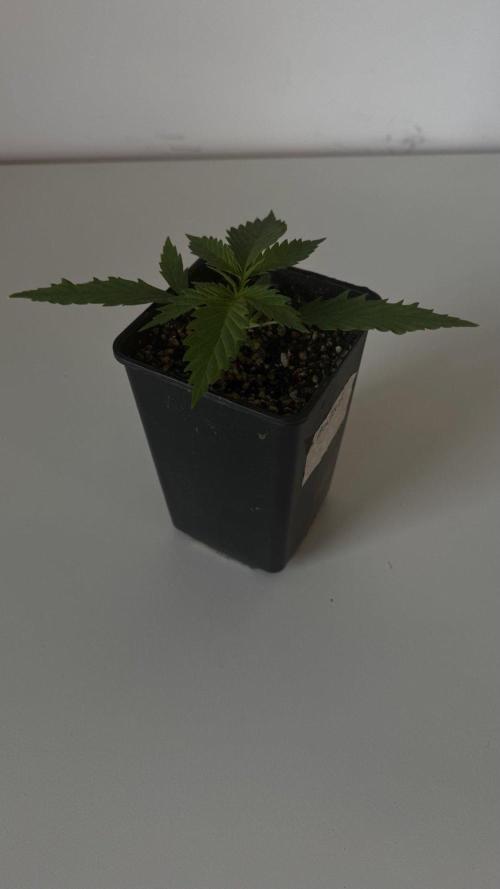 8 World of Seeds | Mongolia THC Free. Week 2