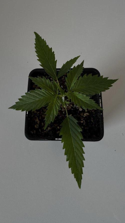 8 World of Seeds | Mongolia THC Free. Week 2