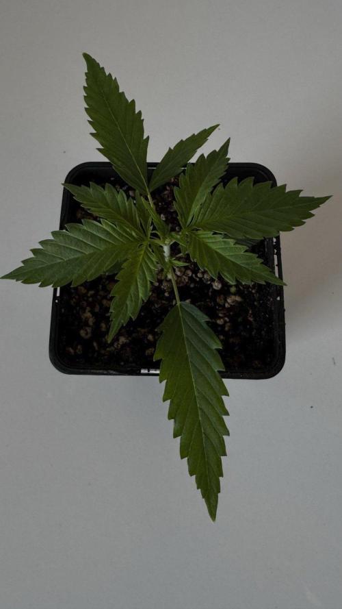 8 World of Seeds | Mongolia THC Free. Week 2