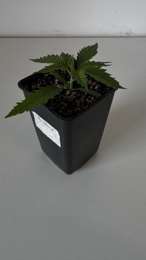 8 World of Seeds | Mongolia THC Free. Week 2