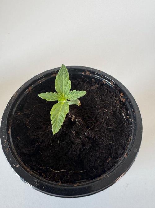 8 Delicious Seeds | Deep Mandarine. Week 1