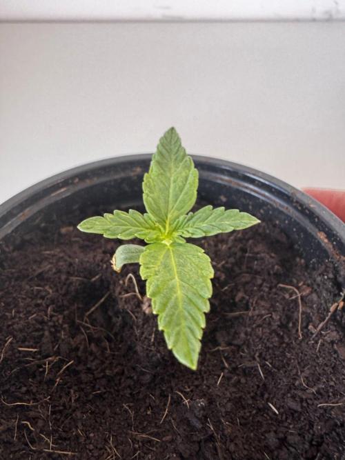 8 Delicious Seeds | Deep Mandarine. Week 1