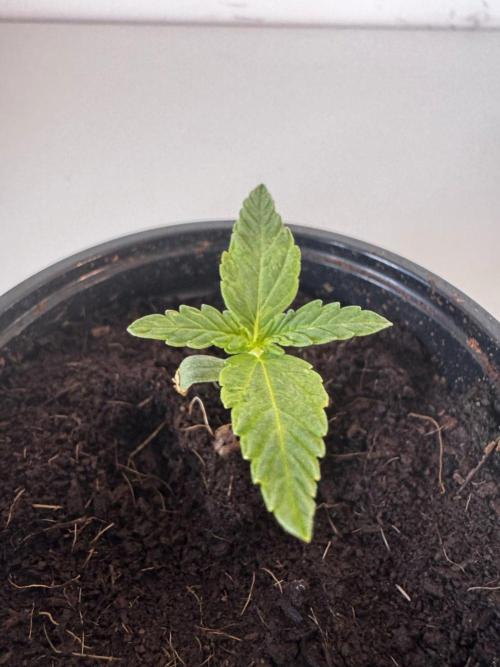 8 Delicious Seeds | Deep Mandarine. Week 1