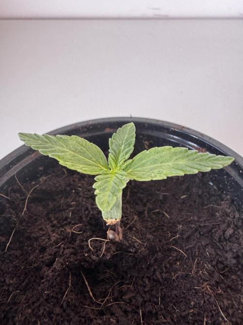 8 Delicious Seeds | Deep Mandarine. Week 1