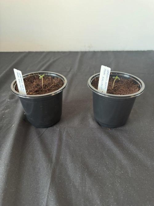 8 |  Serious Seeds | Beta Pink Kalimist. Week 0
