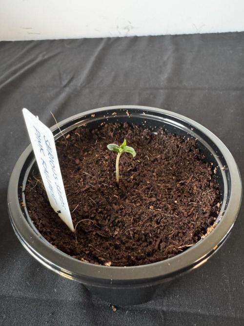 8 |  Serious Seeds | Beta Pink Kalimist. Week 0