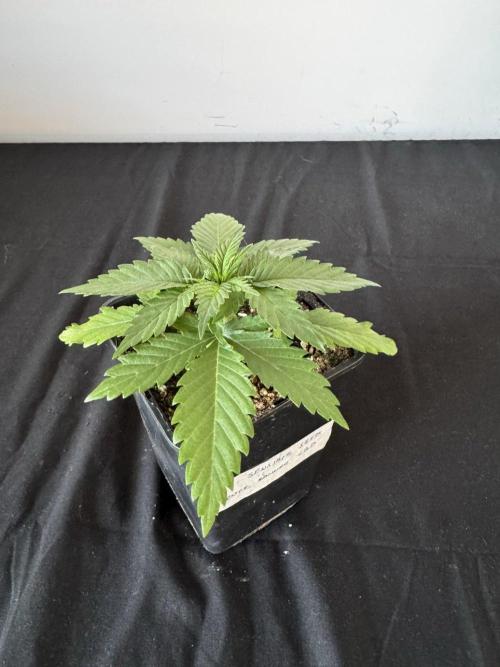 8 Sensible Seeds Bruce Banner 3 CBD. Week 3