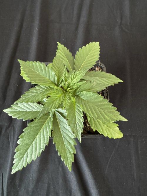 8 Sensible Seeds Bruce Banner 3 CBD. Week 3
