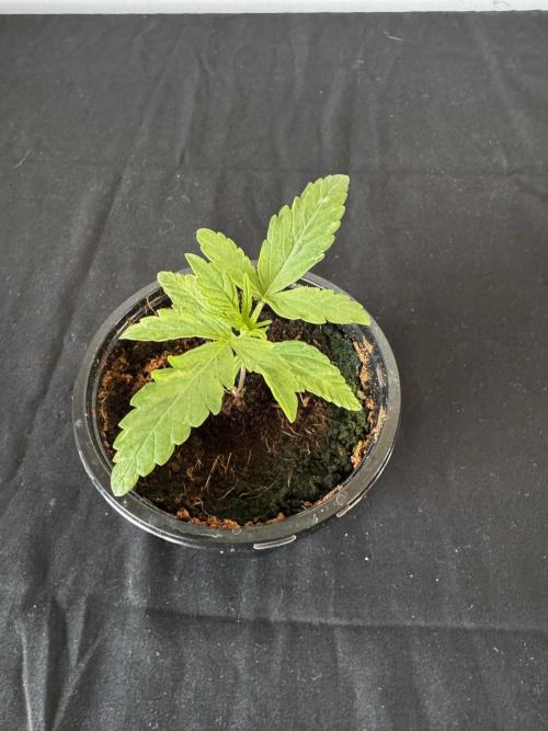 8 Delicious Seeds | Deep Mandarine. Week 2