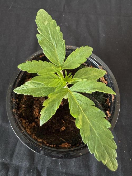 Grow Tent S108 120x120x80. Week 2