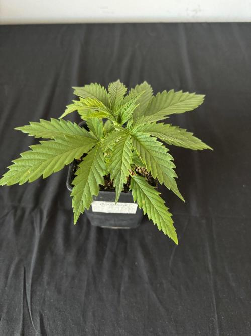 8 World of Seeds | Mongolia THC Free. Week 3