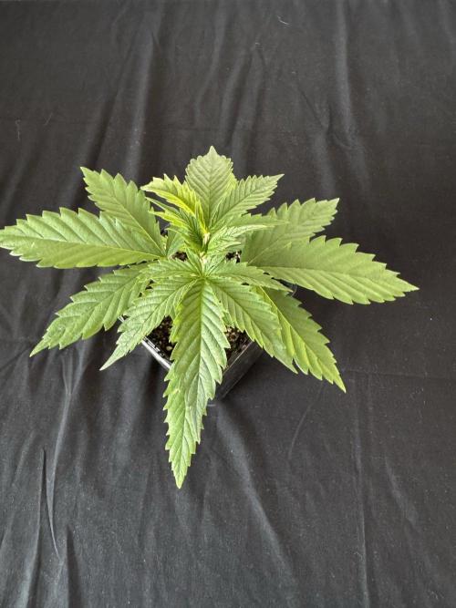 8 World of Seeds | Mongolia THC Free. Week 3