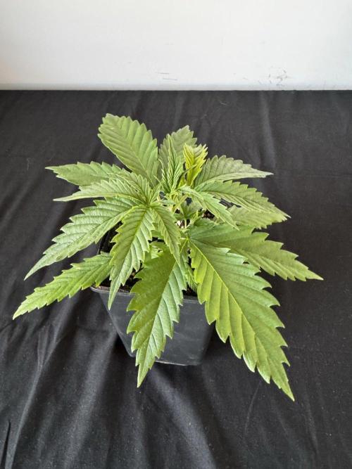 8 World of Seeds | Mongolia THC Free. Week 3