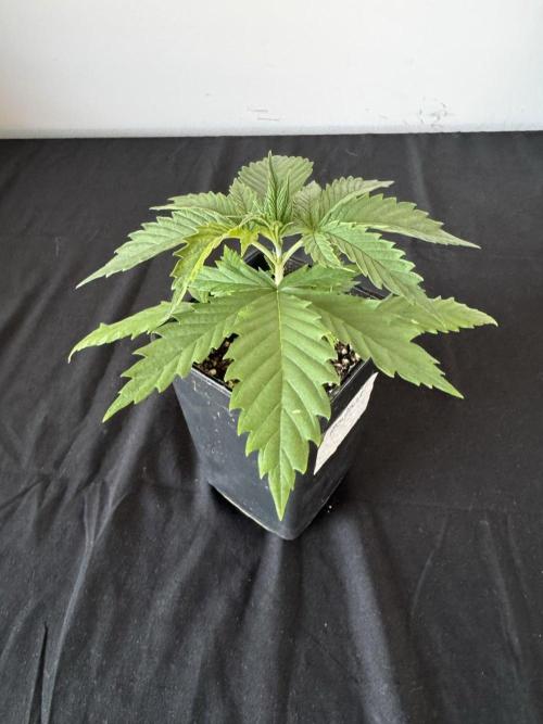 8 World of Seeds | Mongolia THC Free. Week 3