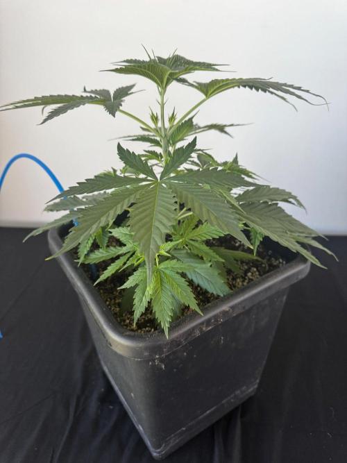 8 World of Seeds | Mongolia THC Free. Week 4