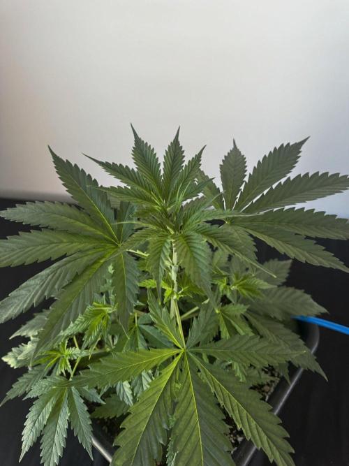 8 World of Seeds | Mongolia THC Free. Week 4