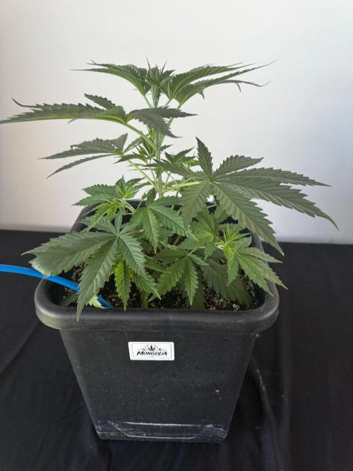 Grow Tent S108 120x120x80. Week 4