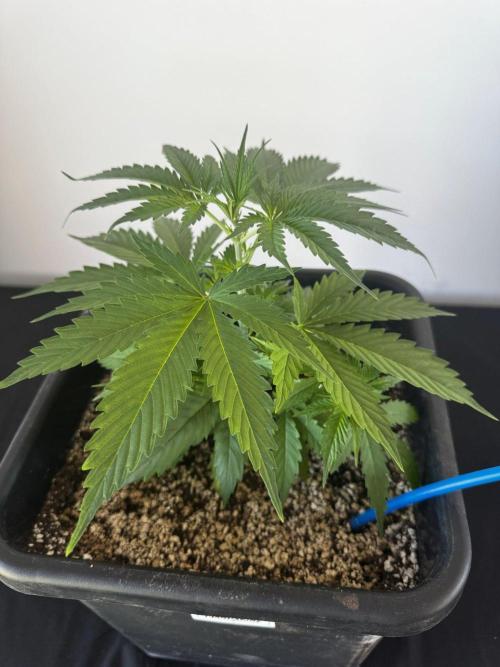 8 Delicious Seeds | Deep Mandarine. Week 3