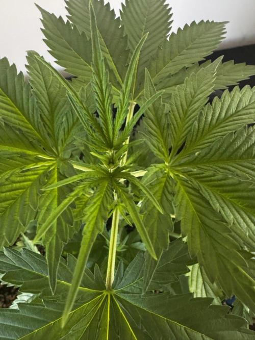 8 Delicious Seeds | Deep Mandarine. Week 3