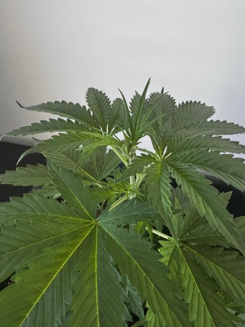 8 Delicious Seeds | Deep Mandarine. Week 3