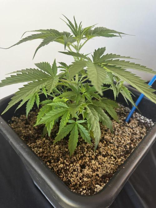 Grow Tent S108 120x120x80. Week 3