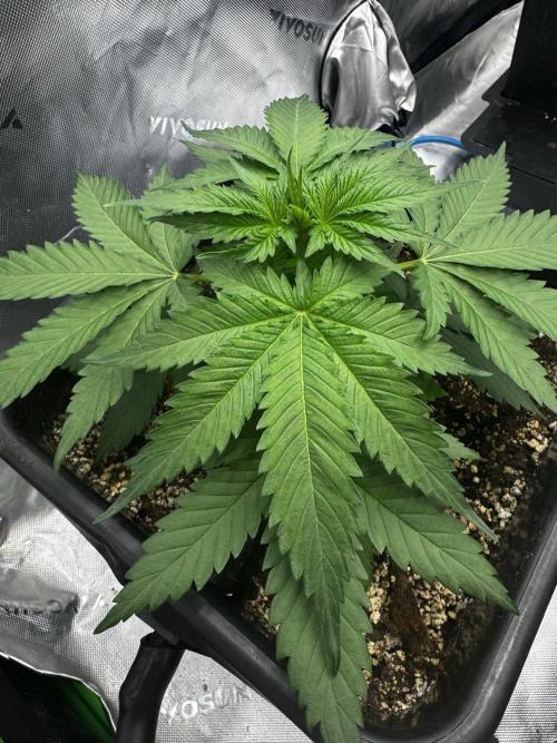 8 Sensible Seeds Bruce Banner 3 CBD. Week 4