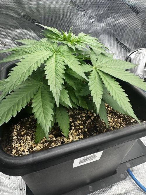 8 Sensible Seeds Bruce Banner 3 CBD. Week 4