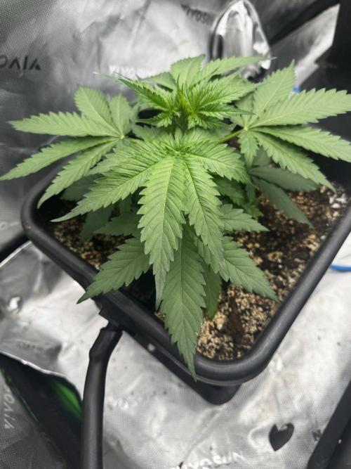 8 Sensible Seeds Bruce Banner 3 CBD. Week 4