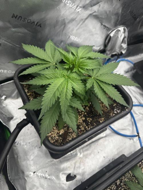 8 Sensible Seeds Bruce Banner 3 CBD. Week 4