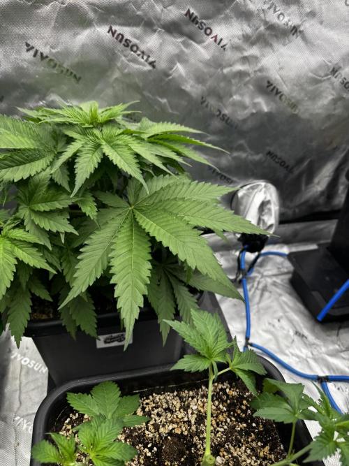 8 Sensible Seeds Bruce Banner 3 CBD. Week 1
