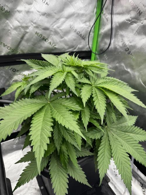 8 Sensible Seeds Bruce Banner 3 CBD. Week 1
