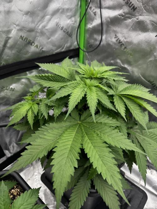 8 Sensible Seeds Bruce Banner 3 CBD. Week 1