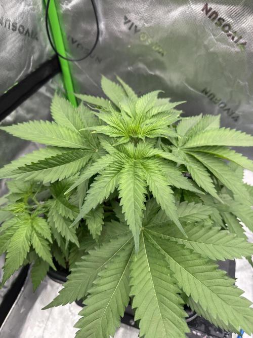 8 Sensible Seeds Bruce Banner 3 CBD. Week 1