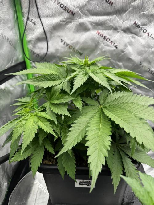 Bruce Banner #3 Fast. Week 1