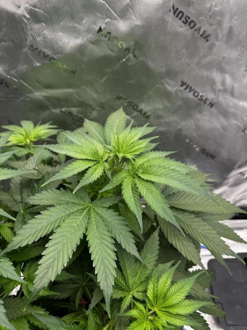 8 Sensible Seeds Bruce Banner 3 CBD. Week 5