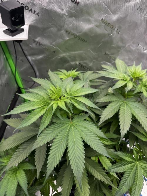 8 Sensible Seeds Bruce Banner 3 CBD. Week 5